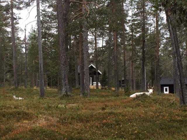 Yllaes Suistotie Cottage Äkäslompolo المظهر الخارجي الصورة